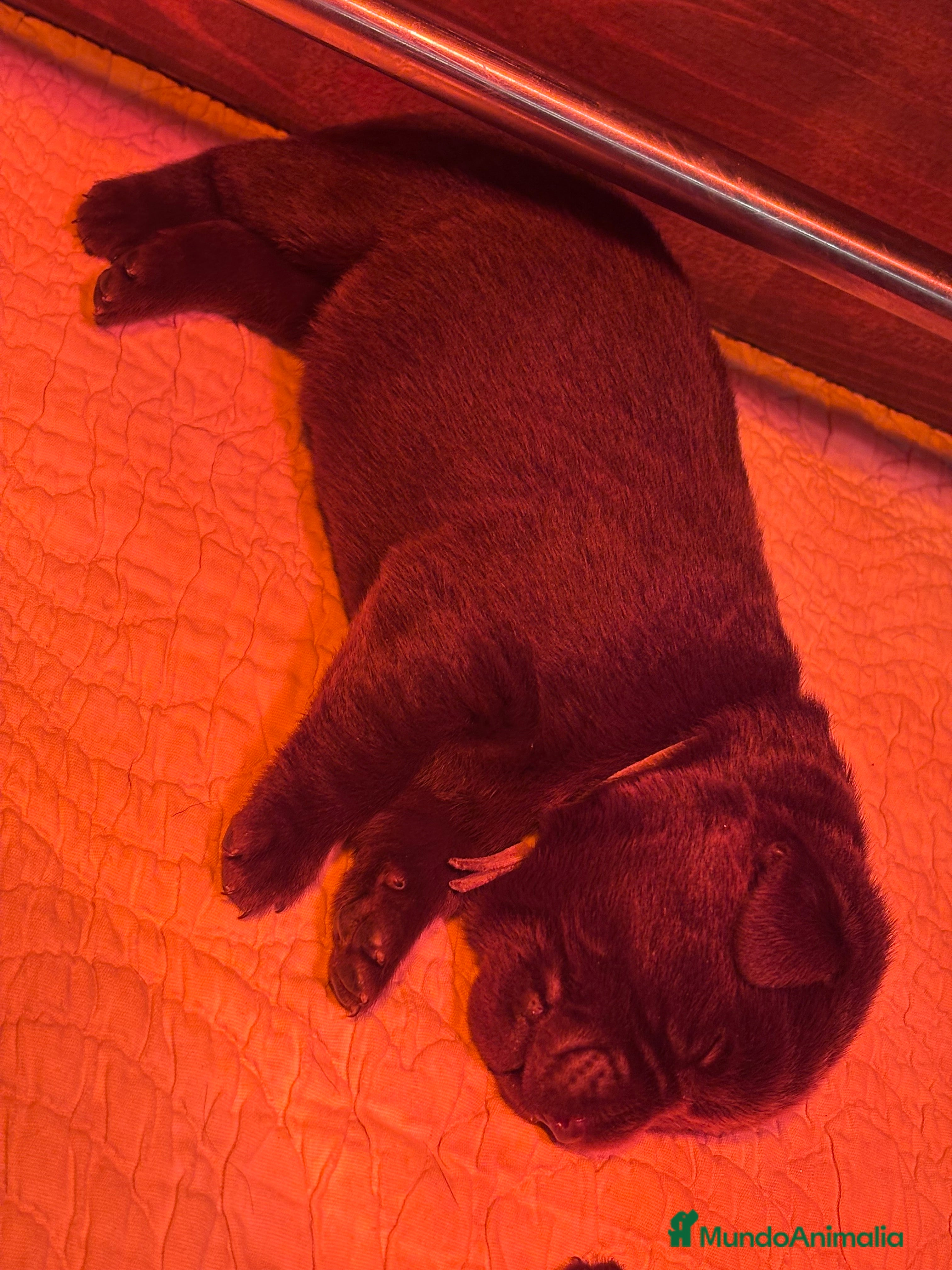 Labrador Retriever perros Camada espectacular de labradores chocolate - Anuncio 1