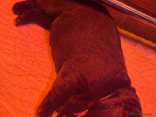 Labrador Retriever perros Camada espectacular de labradores chocolate - Anuncio 1