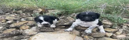 Épagneul Breton perros en venta: Epagneul bretón  en Teruel - Anuncio 16