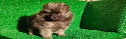 Pomerania perros en venta: Pomerania  - Anuncio 3