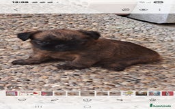 Grifón de Bruselas perros en venta: Griffon de bruselas - Imagen 6