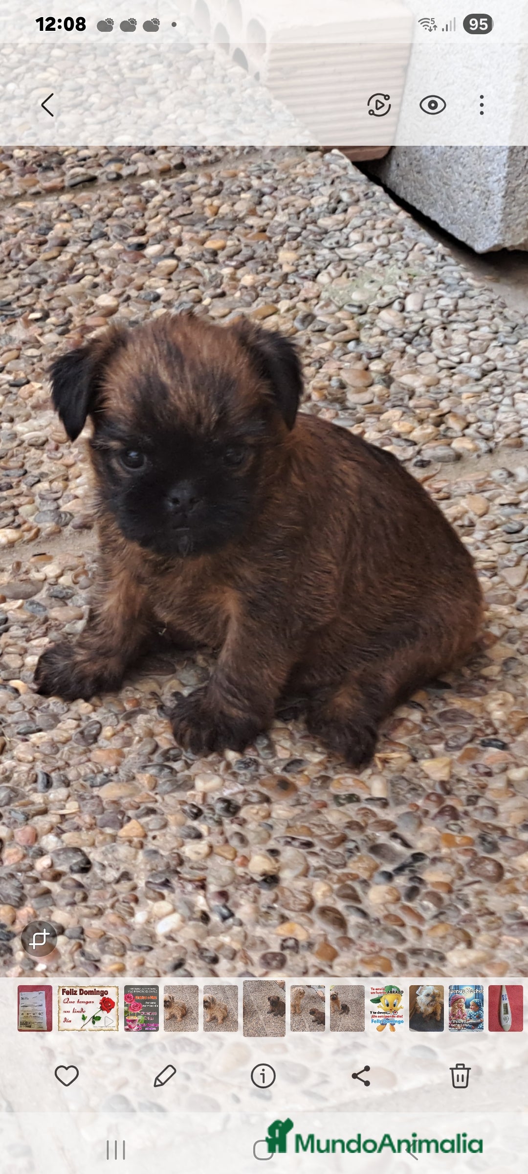 Grifón de Bruselas perros en venta: Griffon de bruselas - Imagen 6