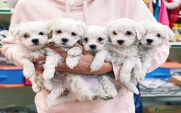Bichón Maltés perros en venta: Cachorros Bichón Maltés 650€ ¡PRECIO REAL! - Imagen 1