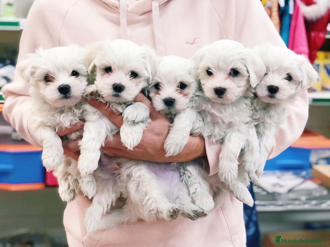 Bichón Maltés perros en venta: Cachorros Bichón Maltés 650€ ¡PRECIO REAL! - Imagen 1