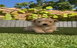 Maltipoo perros en venta: MALTIPOO MACHO - Imagen 22