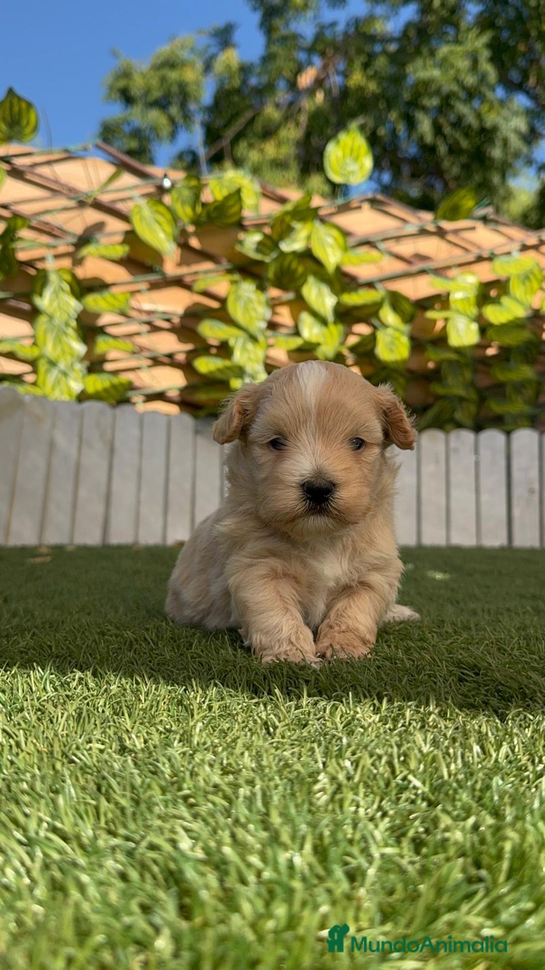 Maltipoo perros en venta: MALTIPOO MACHO - Imagen 22