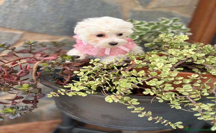 Bichón Maltés perros - Anuncio 1