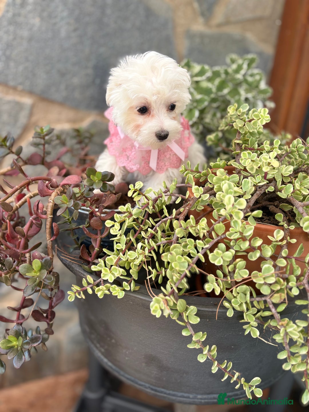 Bichón Maltés perros en venta: Bichon Maltés hembra disponible.  - Imagen 1