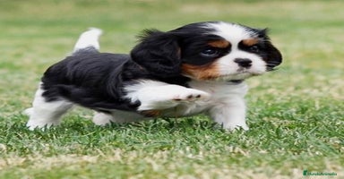 Cavalier King Charles Spaniel perros - Propaganda 1