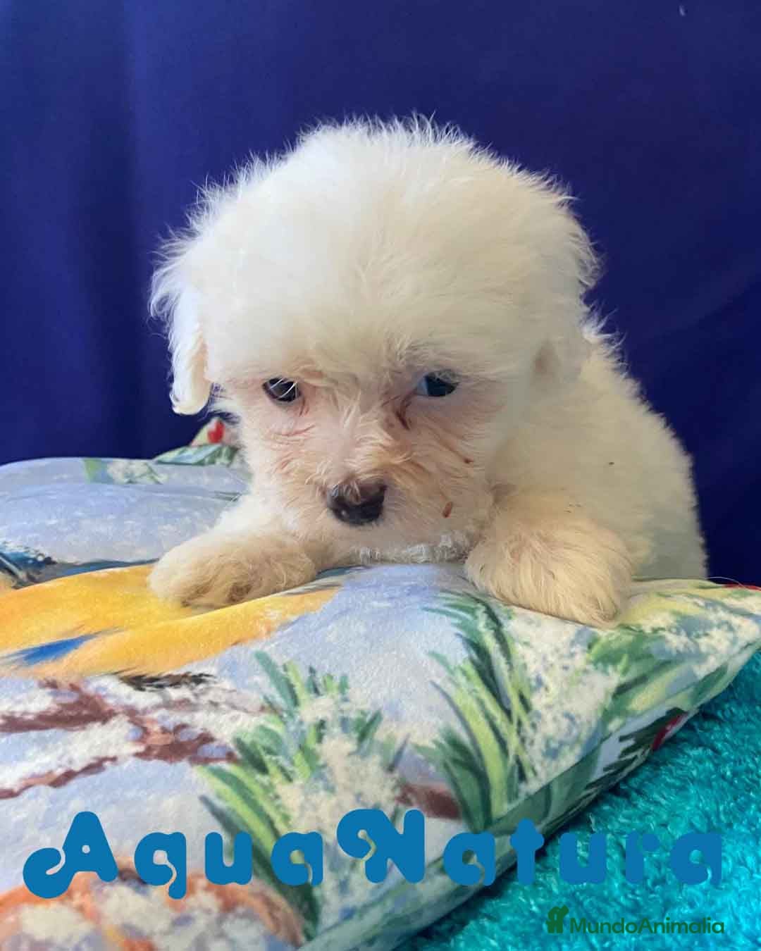 Bichón Habanero perros Bichon Habanero Hembra 6938 de Locaty - AQUANATURA en Barcelona - Anuncio 2