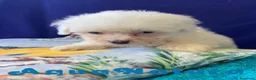 Bichón Habanero perros en venta: Bichon Habanero Hembra 6938 de Locaty - AQUANATURA en Barcelona - Anuncio 2