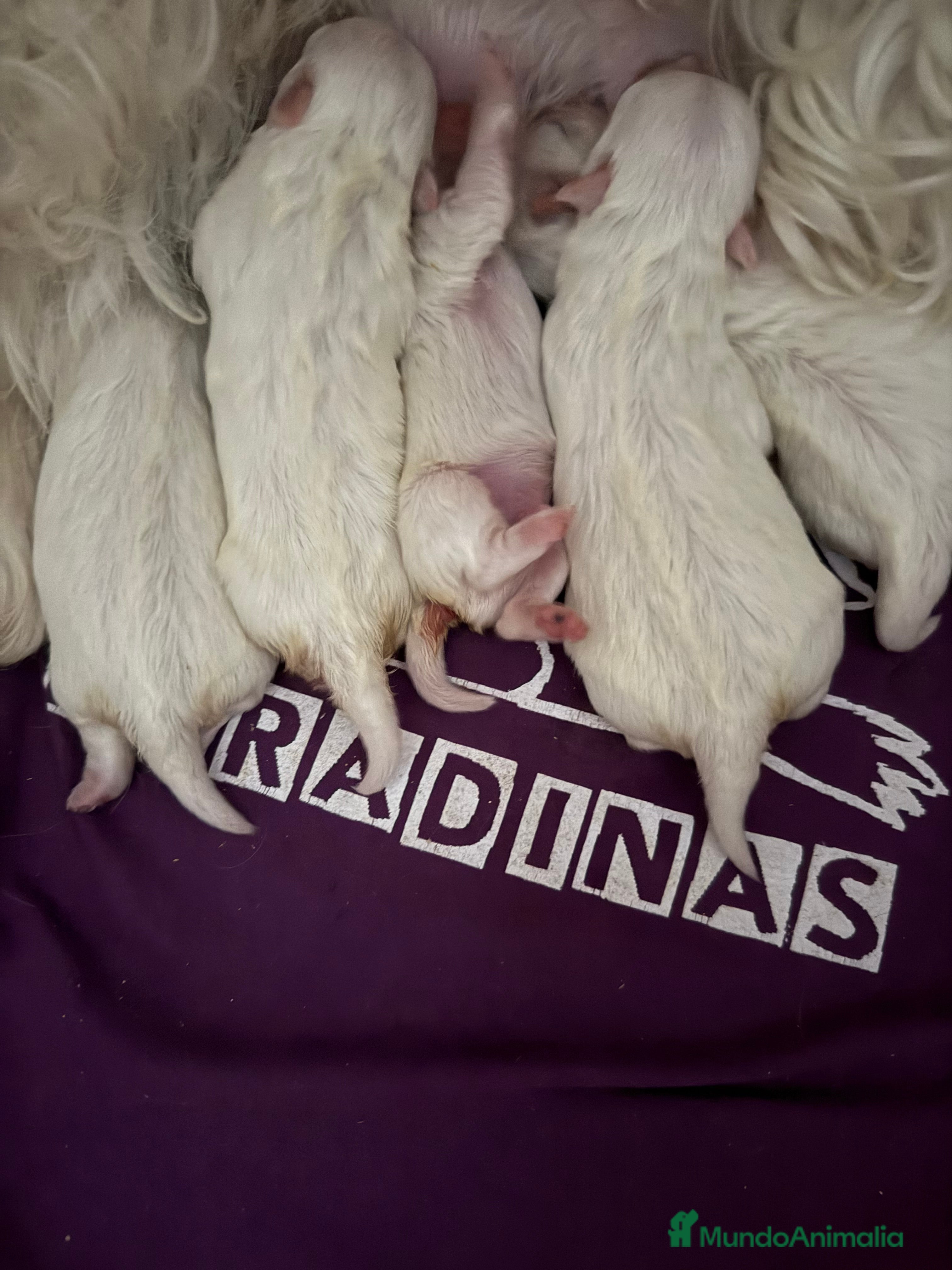 Bichón Maltés perros BICHON MALTÉS  - Anuncio 2