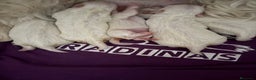 Bichón Maltés perros en venta: BICHON MALTÉS  - Anuncio 2