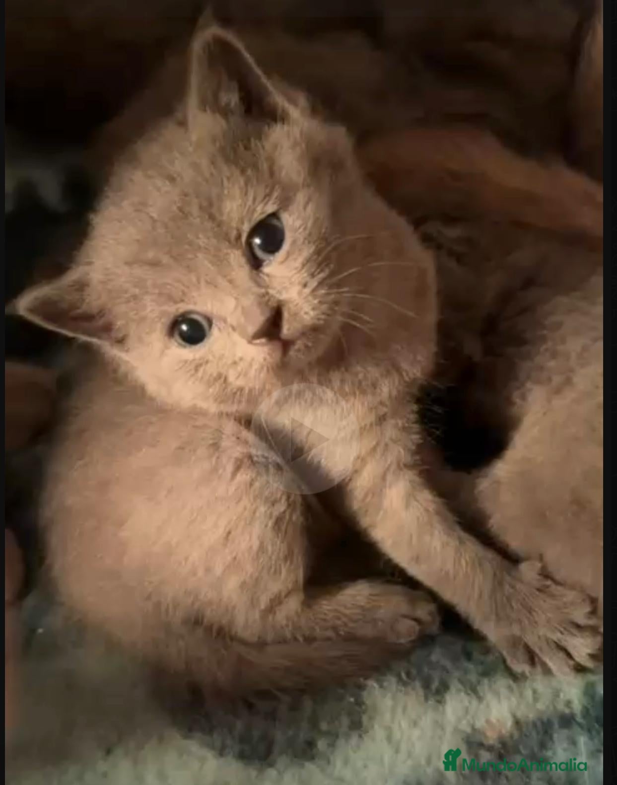 Británico de Pelo Corto gatos Venta de Hembrita de British pelo corto - Anuncio 4