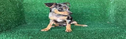 Pinscher Miniatura perros en venta: pinsher miniatura - Anuncio 3