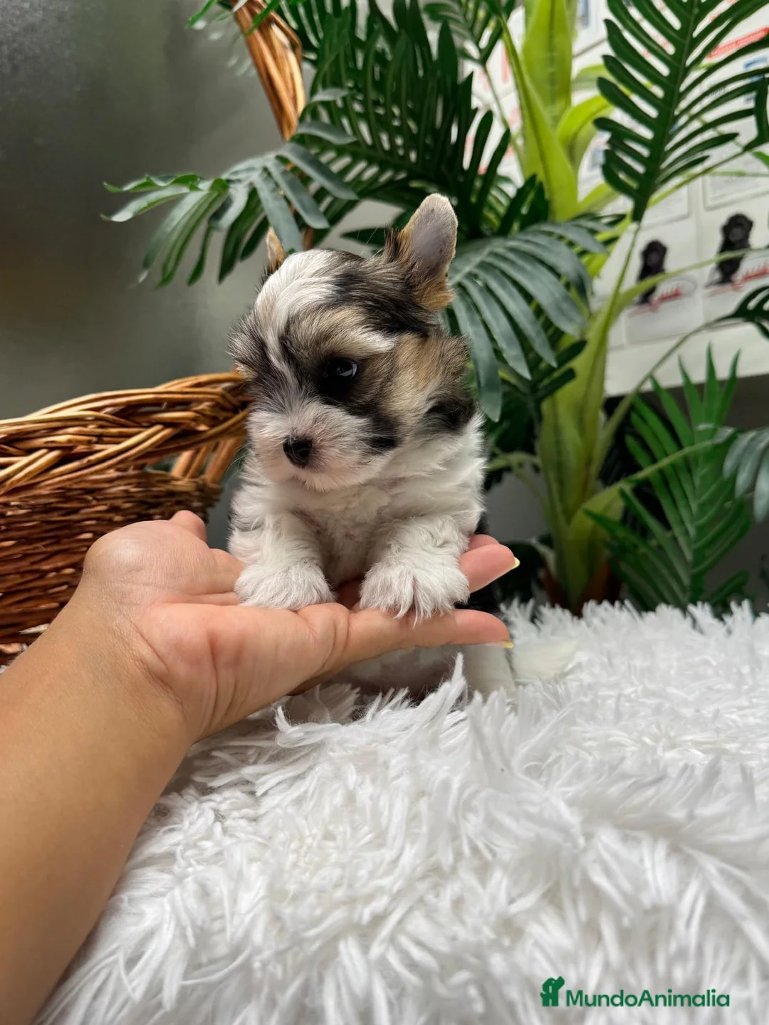 Yorkshire Terrier perros en venta: YORKSHIRE BIEWER - Anuncio 1