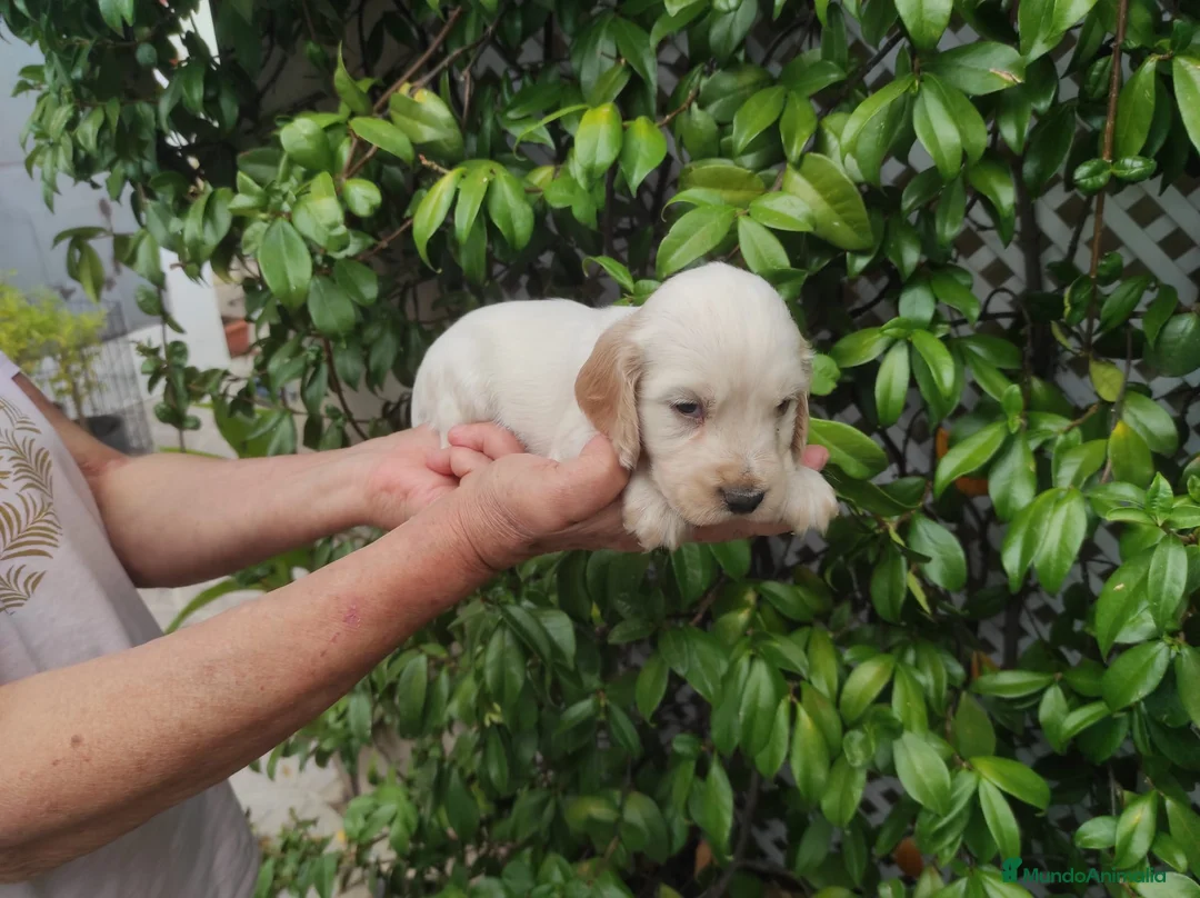 Cocker Spaniel Inglés perros en venta: Cachorros de spaniel cocker  - Anuncio 7