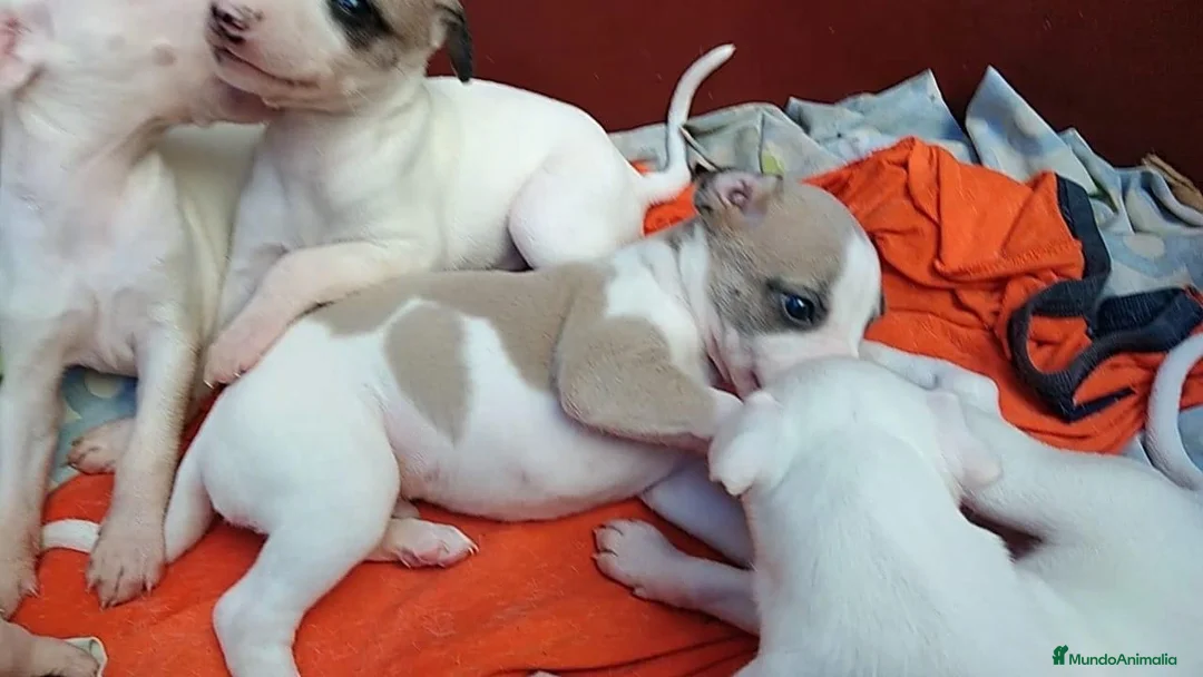 Whippet perros en venta: CACHORROS DE WHIPPET - BARCELONA -  TODA ESPAÑA - Anuncio 2