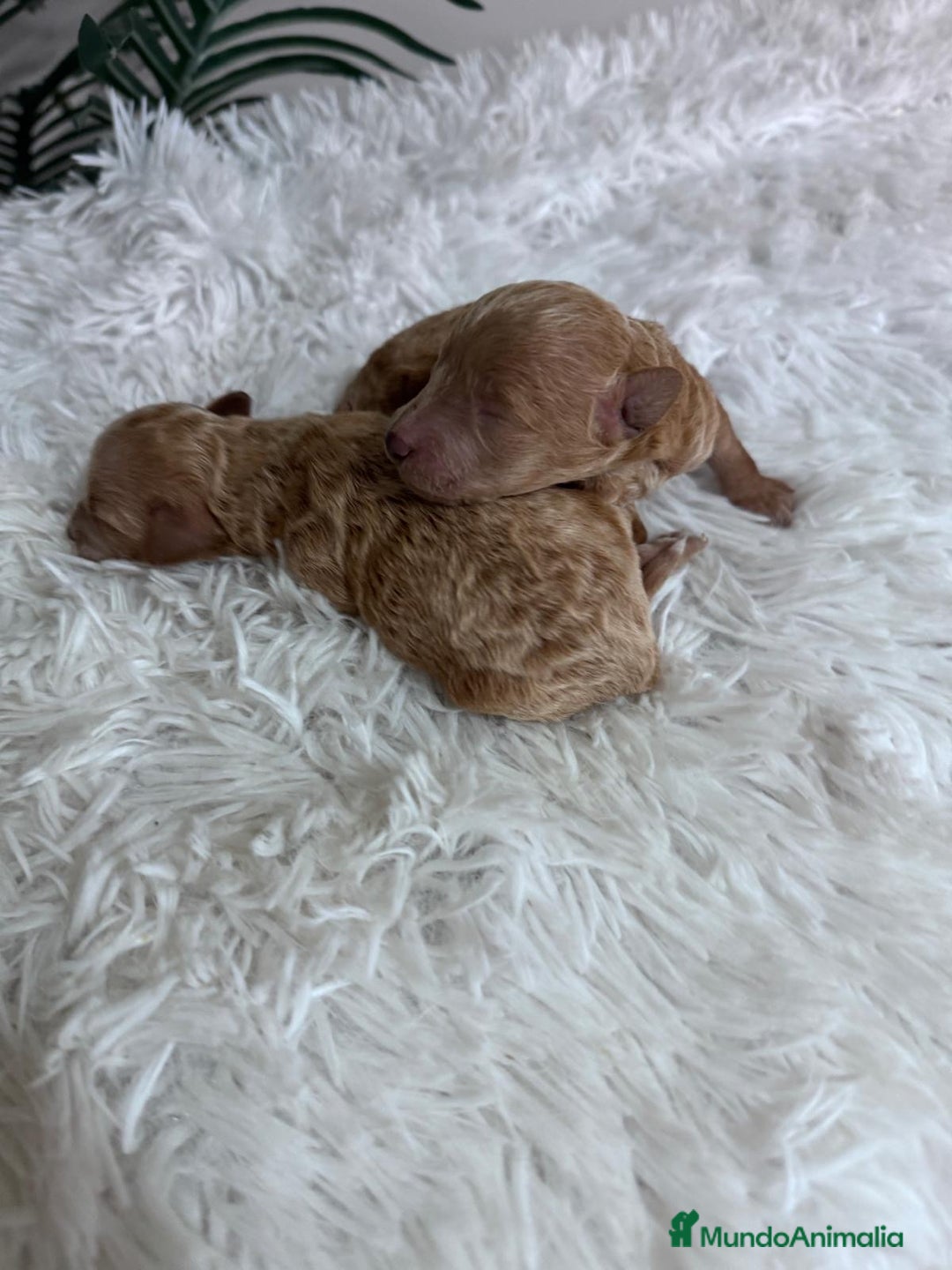 Caniche Toy perros en venta: CANICHE TOY - Imagen 25