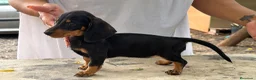 Teckel Miniatura perros en venta: Teckel mini  - Anuncio 2