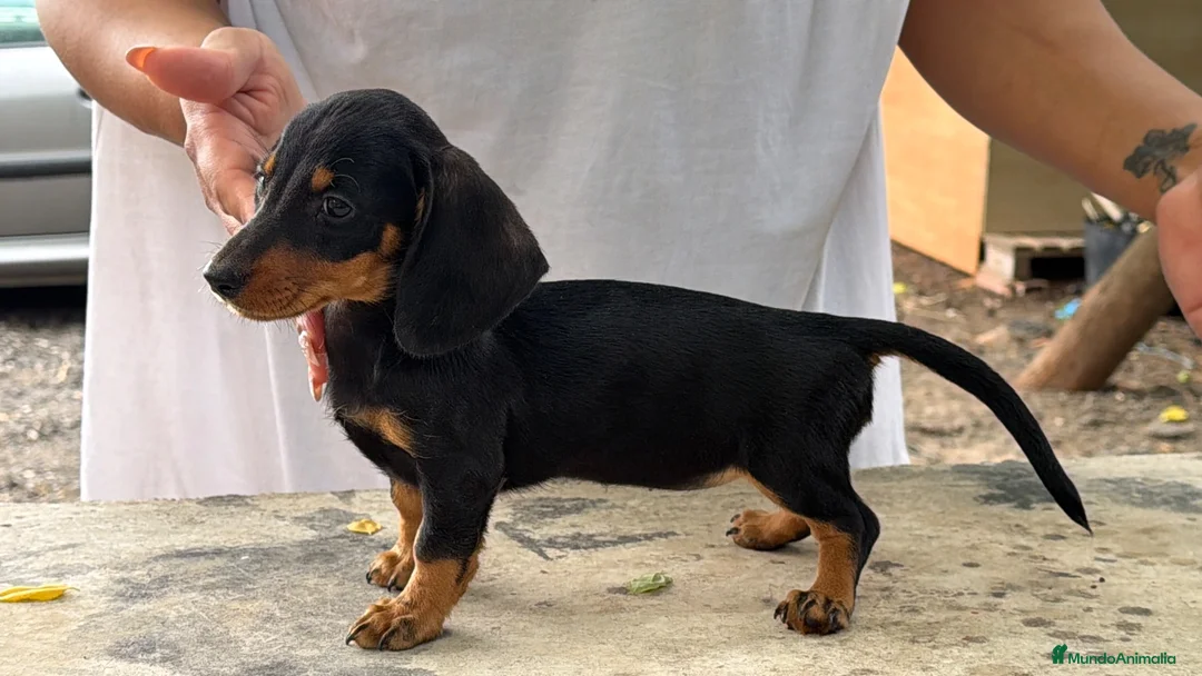 Teckel Miniatura perros en venta: Teckel mini  - Anuncio 2
