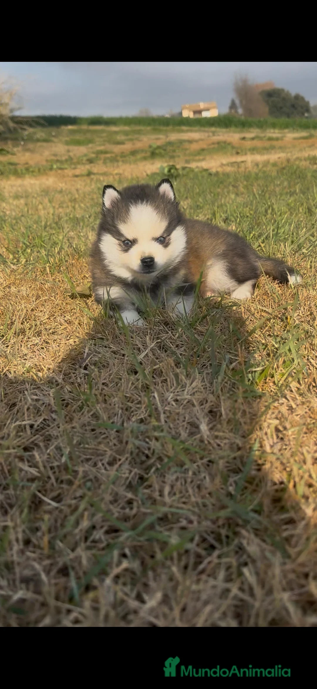 Pomsky perros en venta: Pomsky micro F4 - Anuncio 5