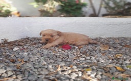 Labrador Retriever perros en venta: LABRADOR - Imagen 2