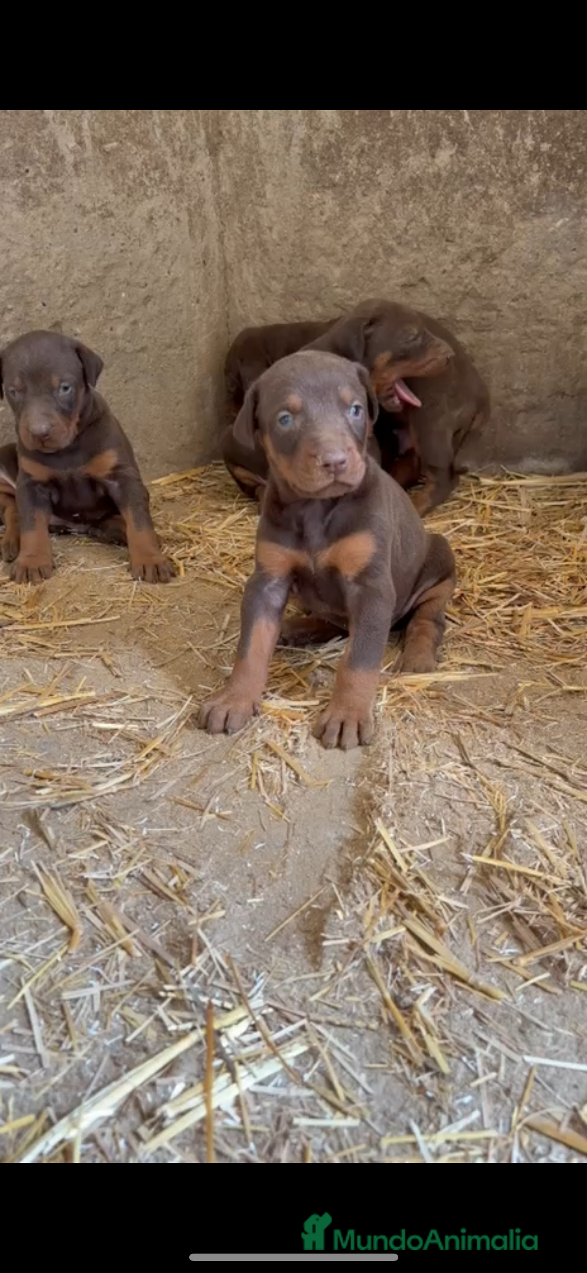 Dobermann perros Dóberman Macho y hembra chocolate disponibles  en Málaga - Anuncio 4