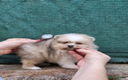 Pomerania perros en venta: Hembrita merle ojos azules  - Imagen 1