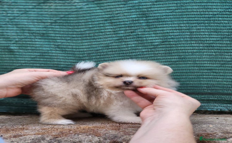 Pomerania perros - Propaganda 2