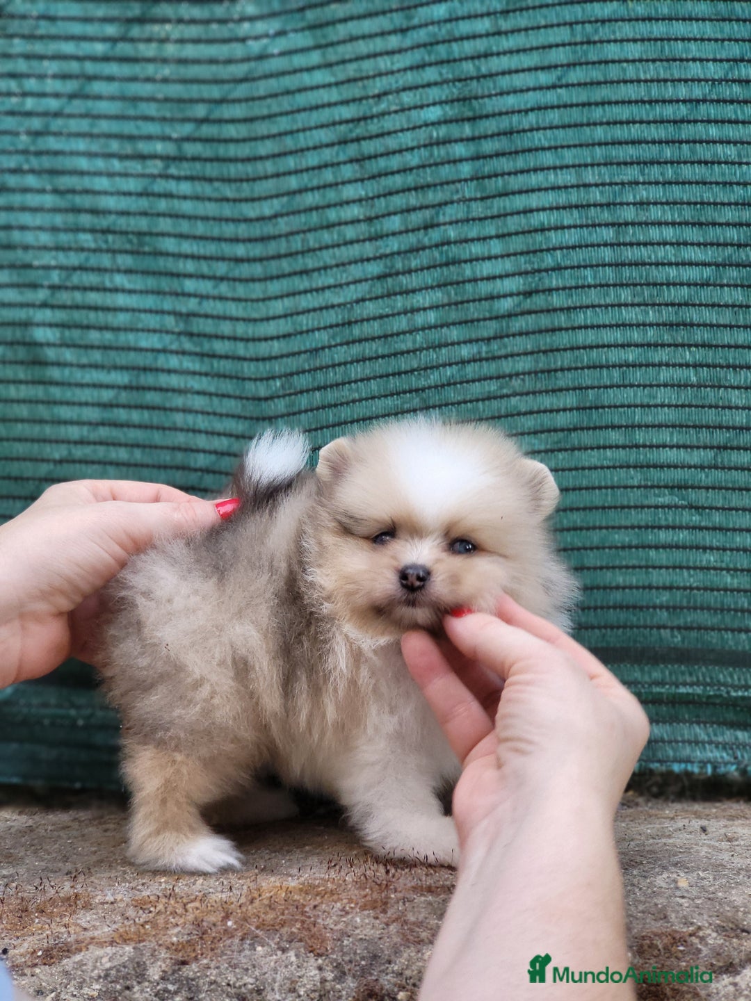 Pomerania perros en venta: Hembrita merle ojos azules  - Imagen 1