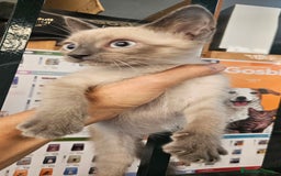 Siamés gatos en venta: Siames - Imagen 1