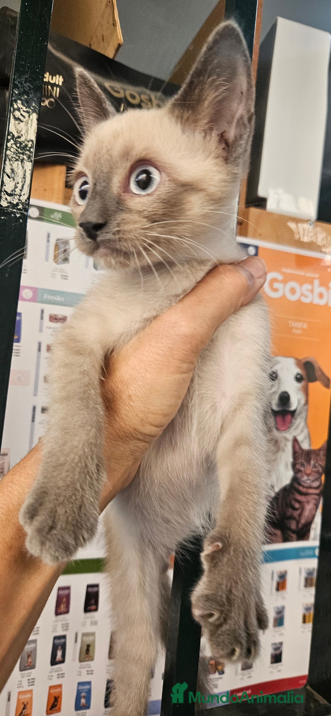Siamés gatos en venta: Siames - Imagen 1