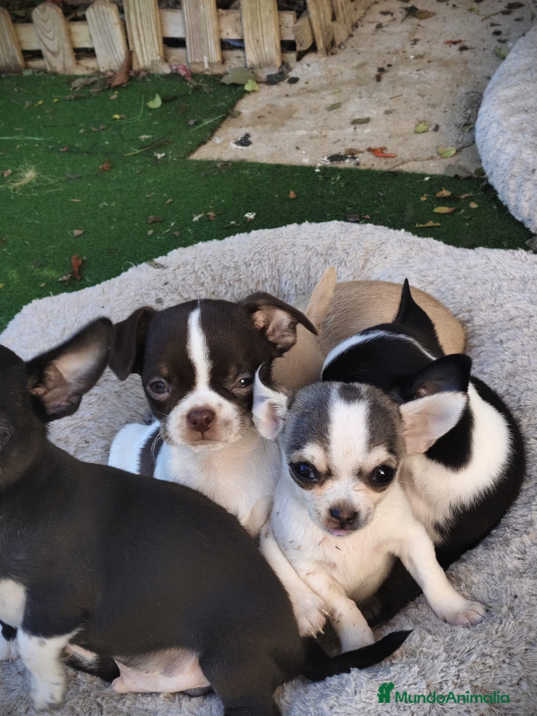 Chihuahua perros en venta: Chihuahua  - Anuncio 4