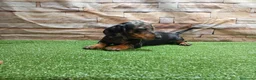 Teckel Miniatura perros en venta: TECKEL MINI - Anuncio 5