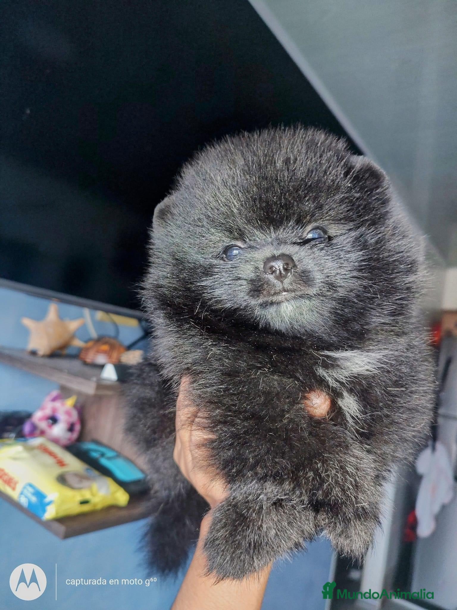 Pomerania perros POMERANIAS DISPONIBLES  - Anuncio 1