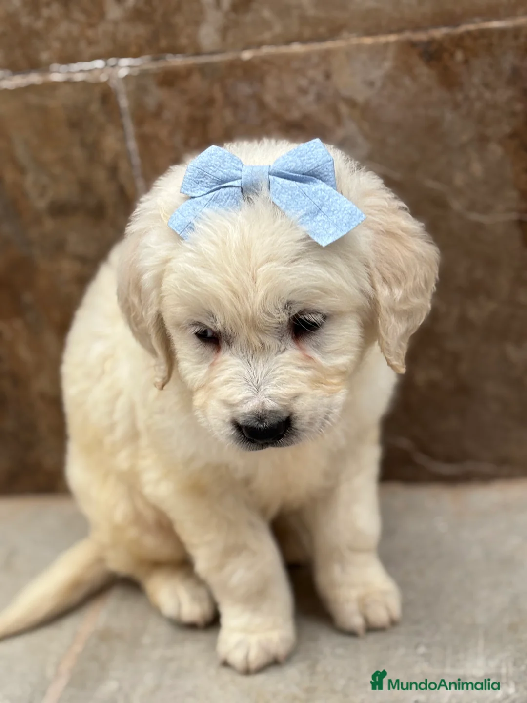 Golden Retriever perros en venta: Espectacular y último cachorro disponible  en Sevilla - Anuncio 2