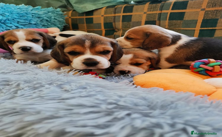 Beagle perros - Propaganda 1