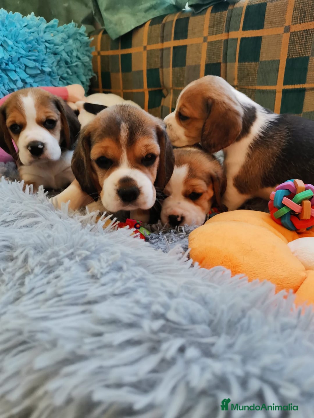 Beagle perros en venta: Bebes Beagles  - Imagen 1