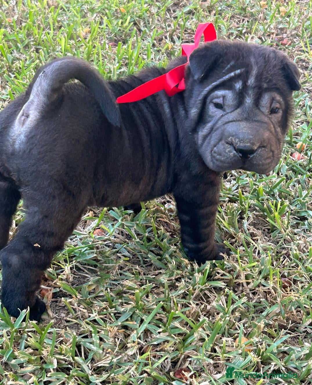 Shar Pei perros Se vende cachorros shar pei - Anuncio 4