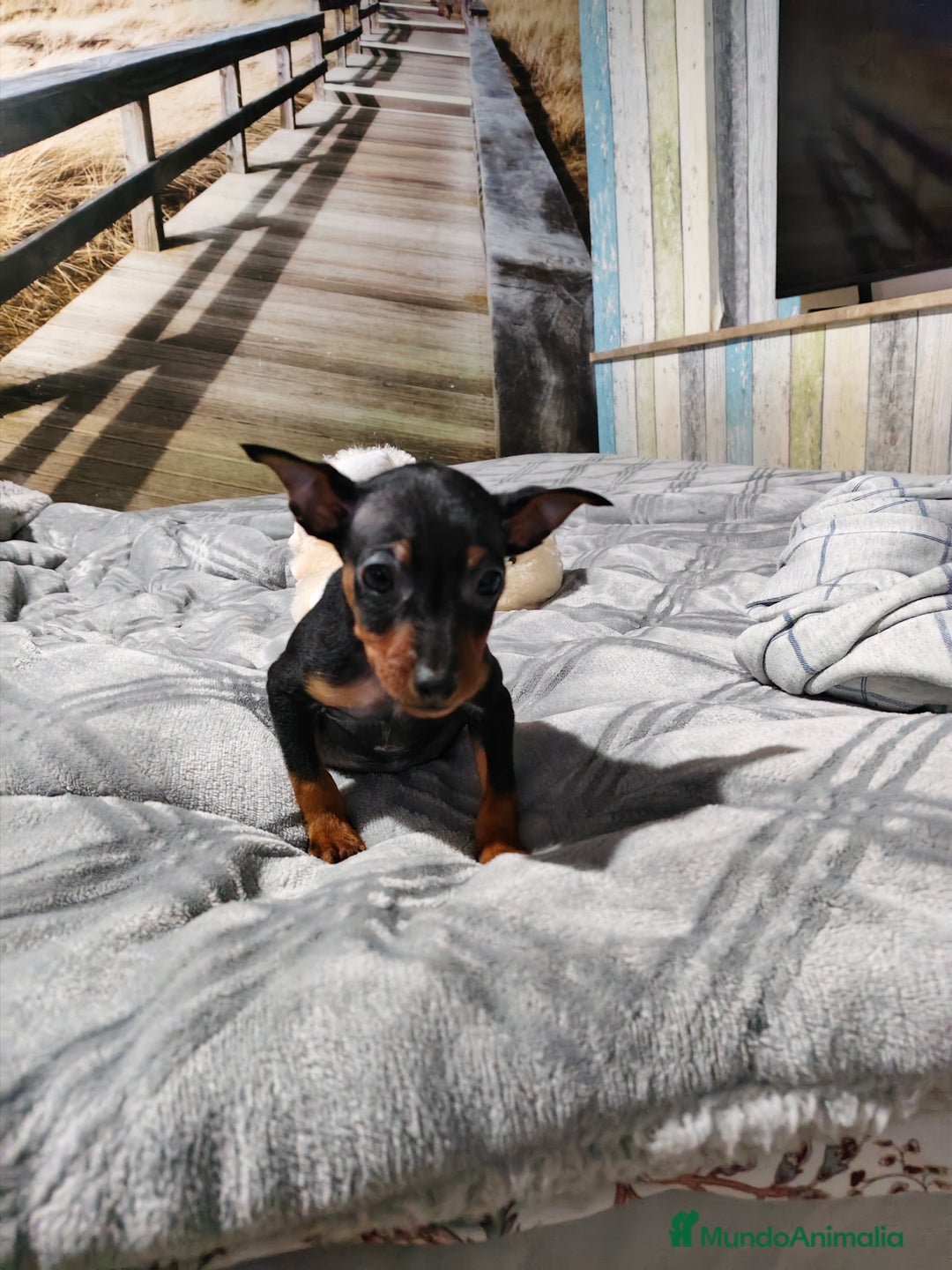 Pinscher Miniatura perros en venta: Mini pinscher macho  - Anuncio 2