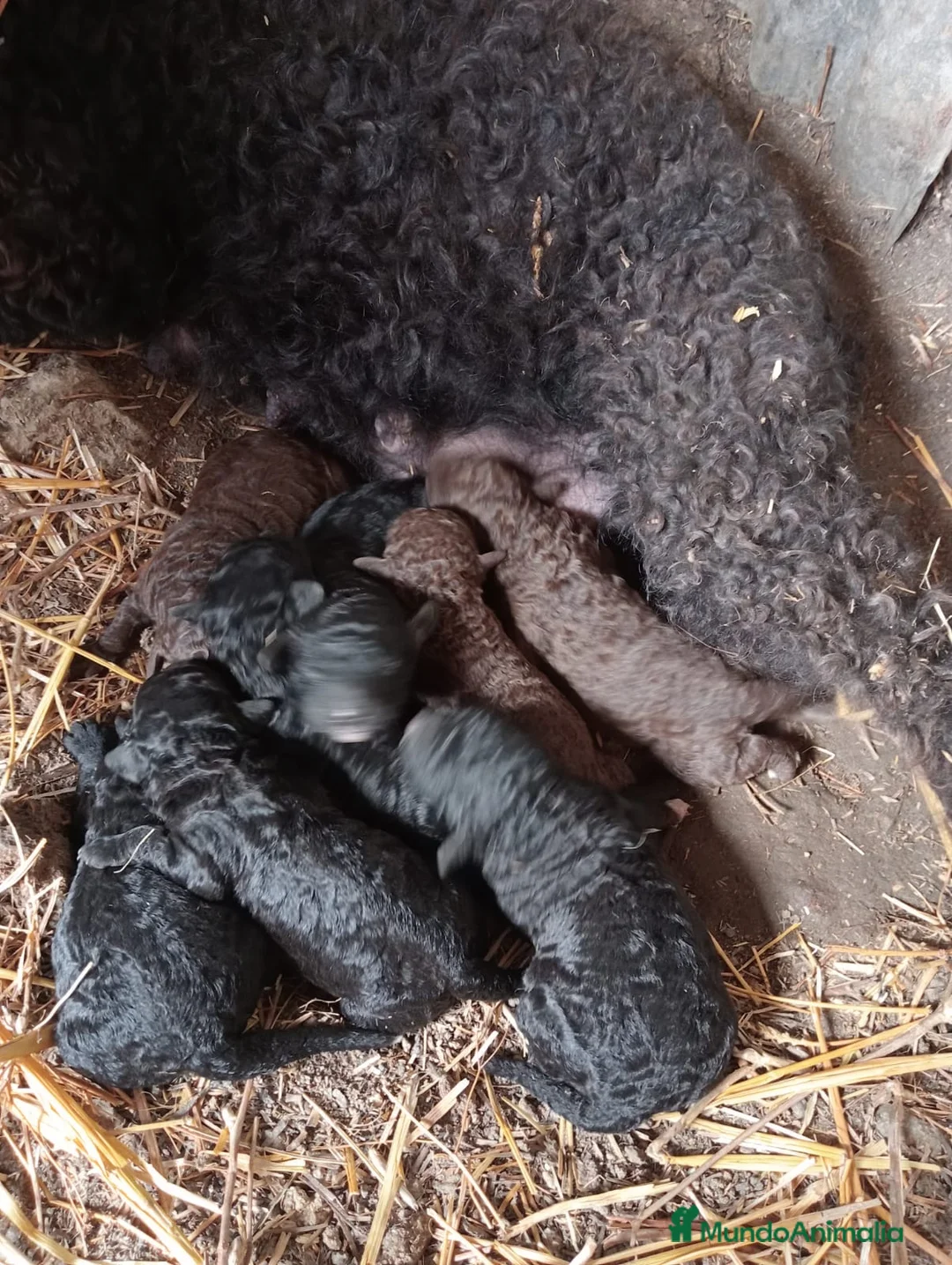 Perro de Agua Español perros en venta: PERRO DE AGUA ESPAÑOL - Anuncio 17