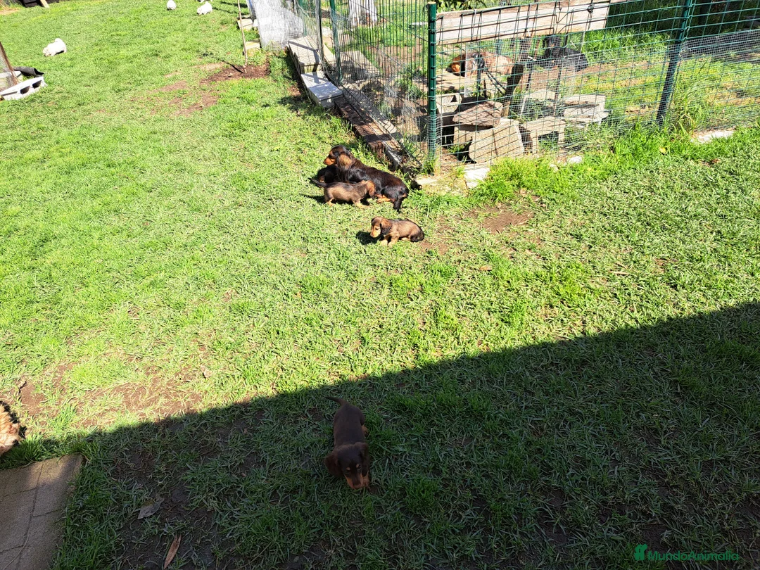 Teckel Miniatura perros en venta: Teckel miniatura de pelo largo - Anuncio 2