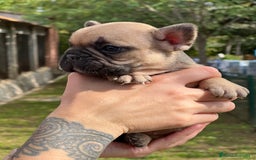 Bulldog Francés perros en venta: Bulldog fawn hembra  - Imagen 3
