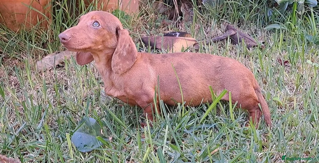 Teckel Miniatura perros en venta: Tekel Máxima Calidad Kaninchen Toy - Anuncio 2