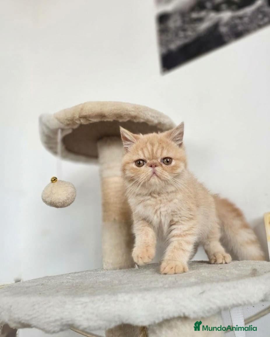 Exótico de Pelo Corto gatos Exotico - Anuncio 3