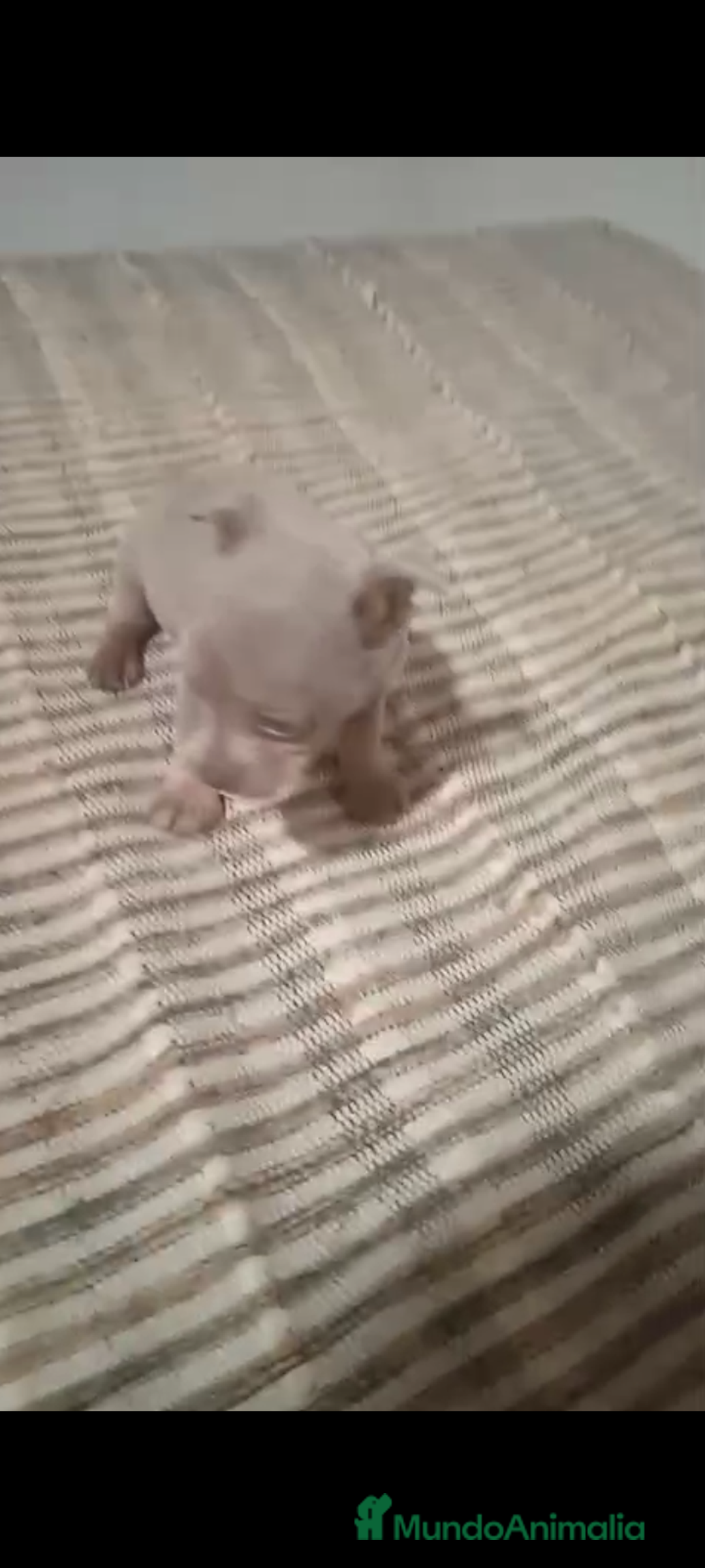 Raza Mixta perros en venta: Parejita de chipim Merle lilac ojos azules  - Imagen 2