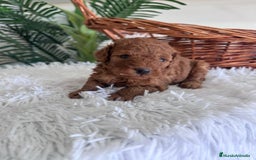 Caniche Toy perros en venta: CANICHE TOY ROJO MCHO, ENVIO A TODA ESPAÑA - Imagen 6