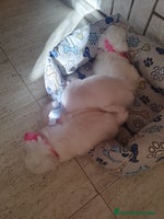 Bichón Maltés perros Machitos y hembra disponible - Anuncio 11