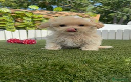 Maltipoo perros en venta: MALTIPOO  - Imagen 4
